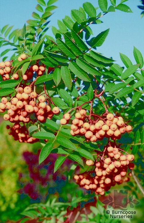 SORBUS 'Copper Kettle'  